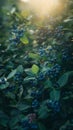 A lush, verdant blueberry patch bursting with clusters of ripe, dark blue berries, showcasing the abundance and richness