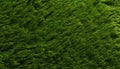 Lush and vibrant artificial grass texture background for a natural and maintenance free landscape