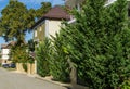 Lush vibrant green foliage of branches cupressocyparis Leylandii. Evergreens grow in narrow streets of Olginka village Royalty Free Stock Photo