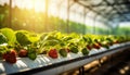 Lush and vibrant organic strawberry plant flourishing in a controlled greenhouse environment