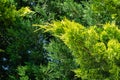 Lush vibrant yellow-green foliage of branches cupressocyparis Leylandi