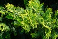 Lush vibrant yellow-green foliage of branches cupressocyparis Leylandii. Royalty Free Stock Photo