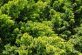 Lush vibrant yellow-green foliage of branches cupressocyparis Leylandii Royalty Free Stock Photo