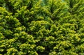 Lush vibrant yellow-green foliage of branches cupressocyparis Leylandii.