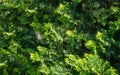 Lush vibrant yellow-green foliage of branches cupressocyparis Leylandii. Spring or summer fresh wallpaper Royalty Free Stock Photo