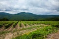 Lush vineyard landscape in the rolling hills under a cloudy sky Royalty Free Stock Photo