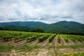 Lush vineyard landscape in the rolling hills under a cloudy sky Royalty Free Stock Photo