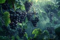 Lush Vineyard with Ripe Grapes Hanging on Vines in Misty Morning Light for Wine Production and Agriculture