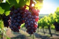 Lush vineyard scene fresh grapes bathed in soft, natural light