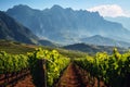 Lush Vineyards with Dramatic Mountain Range.