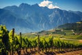 Lush Vineyards with Dramatic Mountain Range.