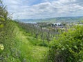 Lush vineyards in a tranquil rural countryside setting