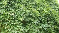 Lush wall of wild ivy green background