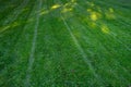 Lush, wet, freshly mown lawn early in the morning, green nature background Royalty Free Stock Photo