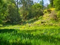 Lush wetland green plants growing in a secluded boggy area next to a hill and surrounded by woodland.