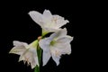 Lush white amaryllis macro with three open blooms on black background