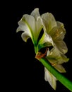 Lush white amaryllis macro with three open blooms on black background