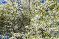 lush white blossoming cherry tree in spring
