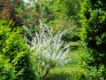 Lush white bush young willow Salix integra Hakuro-Nishiki edging evergreen boxwood in the garden. Blooming roses