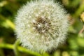 Lush white head of a dandelion in the grass city.