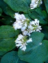 Lush white lilies large green leaves