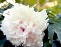 Lush white peon close-up. Summer concept .Peony bushes. Sun rays, background. Flares, bokeh effects