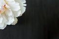 Lush white peony petals against a blurred gray background. Beautiful flower as a gift for the holiday. Bouquet of tender flowers Royalty Free Stock Photo