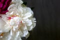 Lush white pink yellow peony against a blurred gray background closeup. Beautiful flower as a gift for the holiday Royalty Free Stock Photo