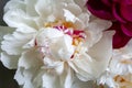 Lush white pink yellow peony closeup. Beautiful flower as a gift for the holiday. Bouquet of tender flowers