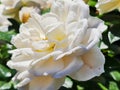 Lush white tea rose (Kormecaso) with droplets of morning dew close-up in flowering garden Royalty Free Stock Photo