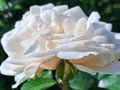 Lush white tea rose (Kormecaso) with droplets of morning dew close-up in flowering garden Royalty Free Stock Photo