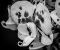 Lush white veined orchid blossom monochrome macro