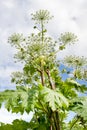 Lush Wild Giant Hogweed plant with blossom. Poisonous plant Royalty Free Stock Photo