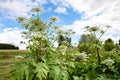 Lush Wild Giant Hogweed plant with blossom. Poisonous plant Royalty Free Stock Photo