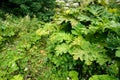 Lush wild hogweed plant in summer forest. Poisonous plant