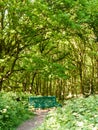 lush woodland landscape background with empty green chair and pa