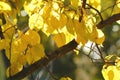 Lush yellow foliage of apricot tree backlit by soft sunlight. Warm weather, sunny day, good autumn mood. Royalty Free Stock Photo