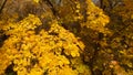 Lush yellow foliage close-up on an autumn tree.