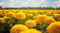 lush yellow marigold