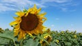 Lush yellow petals of big round sunflower in windy weather at rural field of countryside in Ukraine. Royalty Free Stock Photo