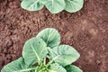 Lush young cabbage seedlings grow in kitchen garden