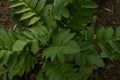 Lush young green bush with beautiful leaves growing in the garden