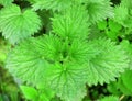 Lush young green leaves of nettle - stinging herb with leaves with serrated edges