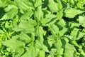 Lush young green leaves of stinging nettle