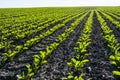 Lush young green sugar beet leaves growing on the agricultural field. In the spring, sugar beet grows on the farmer