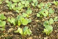 Lush young plants radish in the soil