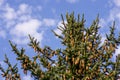 A lush young Sitka spruce tree laden with new seed cones with a blue sky