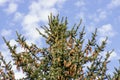 A lush young Sitka spruce tree laden with new seed cones with a blue sky