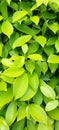 Lush young tropical foliage with rain drops