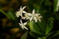 lushly blooming crassula in room by the window